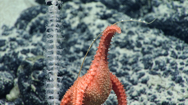 Image courtesy of the NOAA Office of Ocean Exploration and Research, 2017 Laulima O Ka Moana.